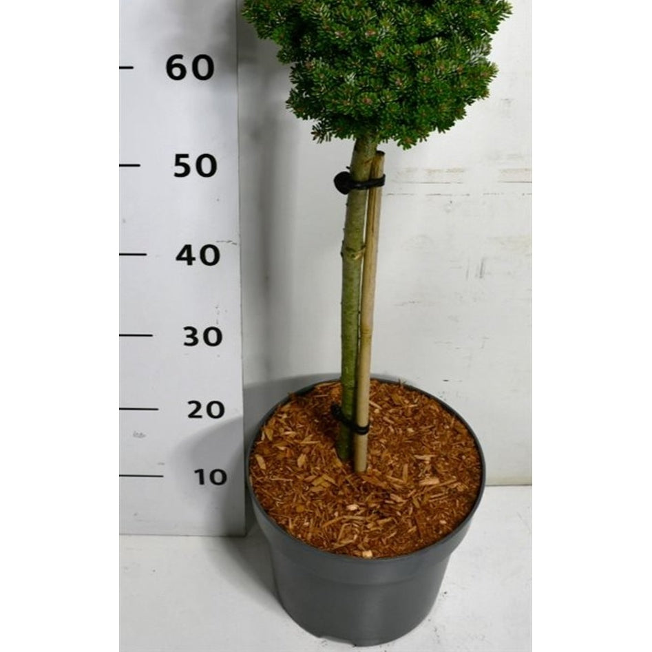 Koreagran – Abies koreana 'Silberlocke' - C7.5 40cm. Stam